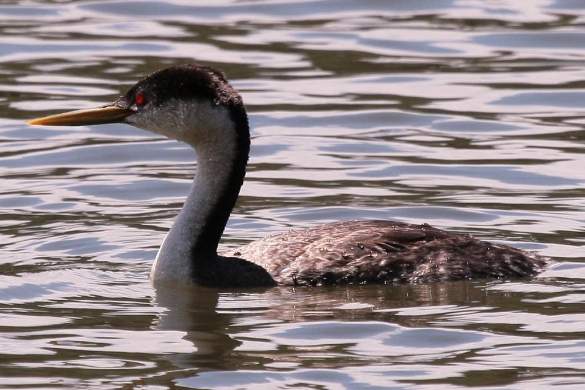 Western Grebe-at-rest, Lake Almanor