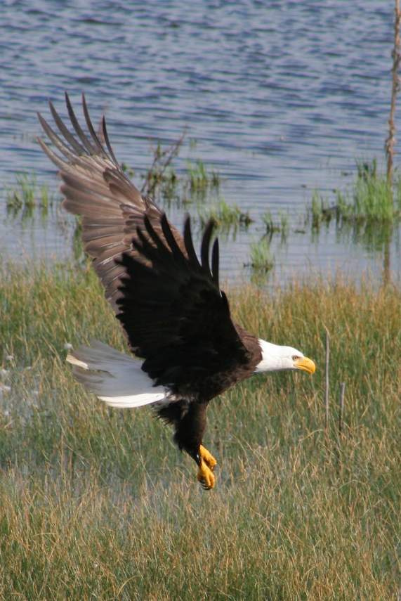 Eagle landing, East Shore