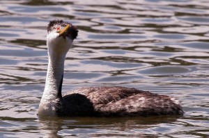 Grebe - Preening